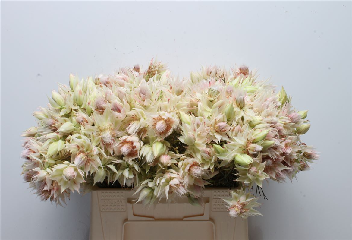 Serruria Blushing Bride 40cm 4+