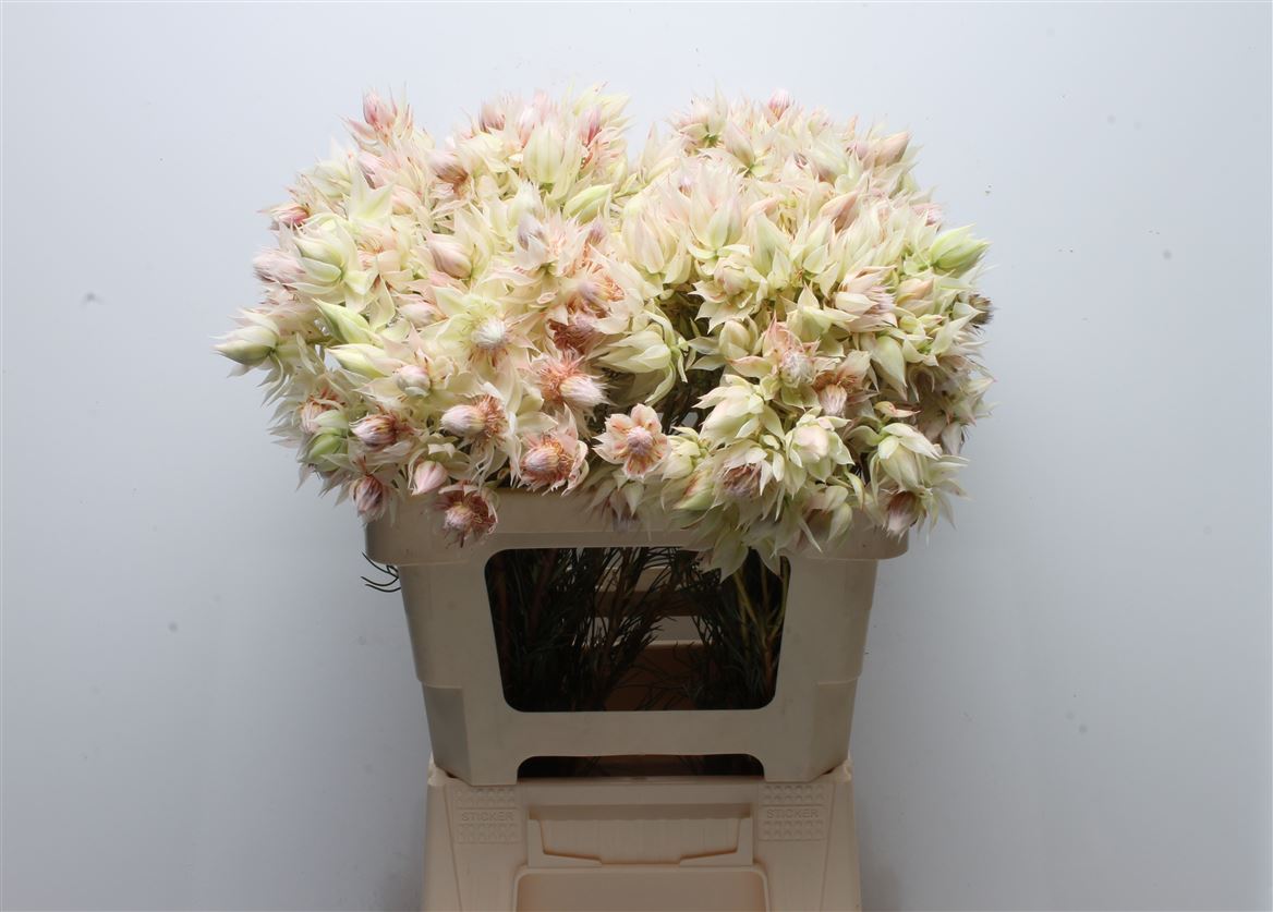 Serruria Blushing Bride 60cm 4+