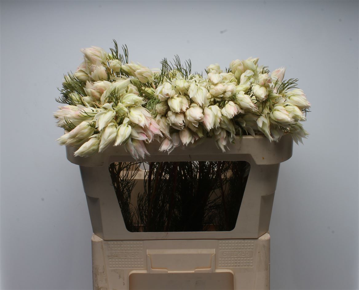 Serruria Blushing Bride 70cm 6+