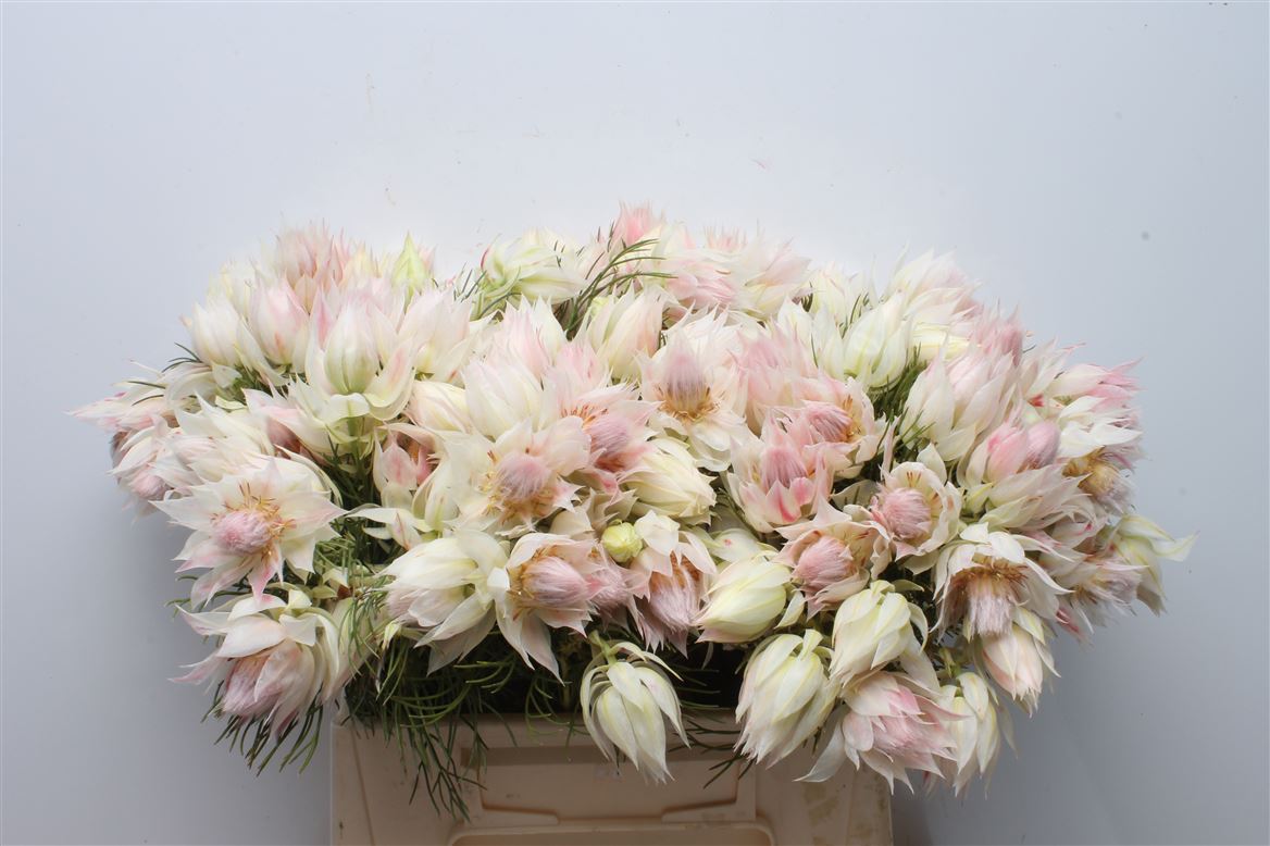 Serruria Blushing Bride 40cm 1+