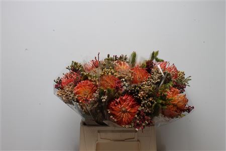 Protea Bouquet Per Bunch 40cm