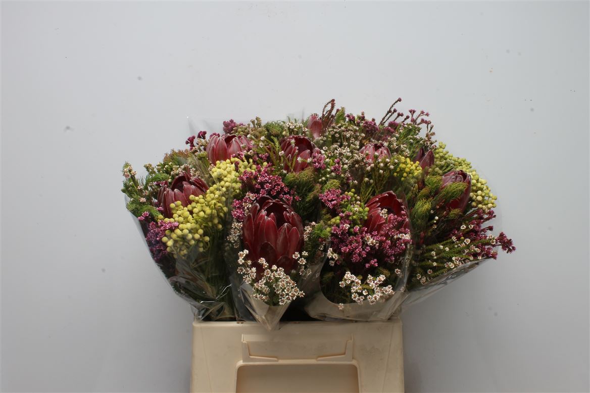 Protea Per Bunch 40cm