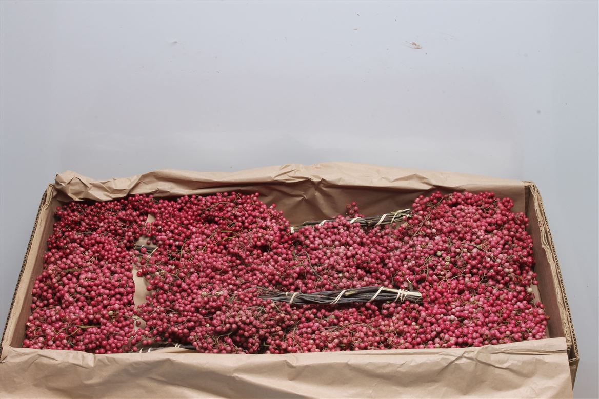 Schinus Mollis Red Per Bunch 30cm