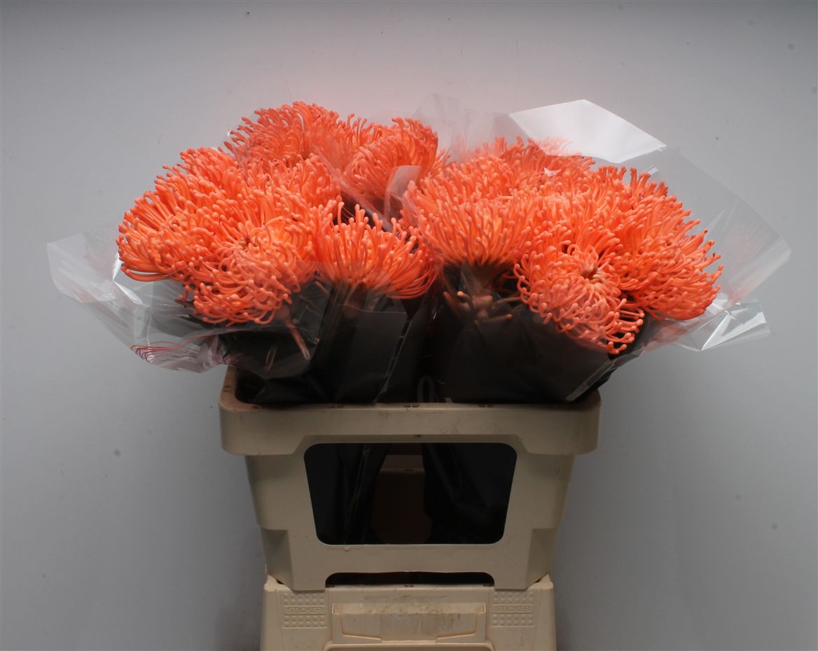 Leucospermum Painted Wax Apricot 60cm